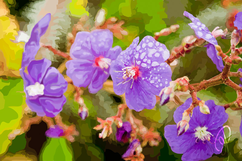 Nature Illustration