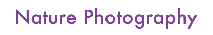 Nature Photography